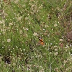 Vanessa kershawi (Australian Painted Lady) at Mount Clear, ACT - 24 Jan 2022 by JimL