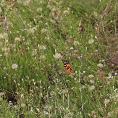 Vanessa kershawi (Australian Painted Lady) at Mount Clear, ACT - 24 Jan 2022 by JimL