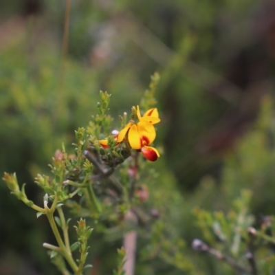 Mirbelia oxylobioides (Mountain Mirbelia) at Mount Clear, ACT - 24 Jan 2022 by JimL