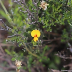 Mirbelia oxylobioides at Mount Clear, ACT - 24 Jan 2022