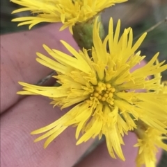 Podolepis decipiens (A Copper-wire Daisy) at Bimberi, NSW - 12 Mar 2022 by Tapirlord