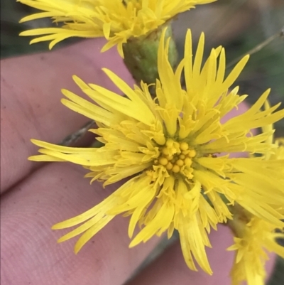 Podolepis decipiens (A Copper-wire Daisy) at Bimberi, NSW - 12 Mar 2022 by Tapirlord