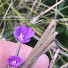 Epilobium gunnianum (Gunn's Willow-herb) at Bimberi, NSW - 12 Mar 2022 by Tapirlord