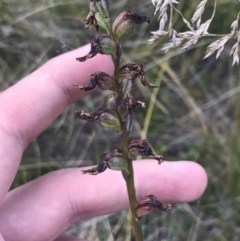 Prasophyllum sp. (A Leek Orchid) at Bimberi, NSW - 12 Mar 2022 by Tapirlord