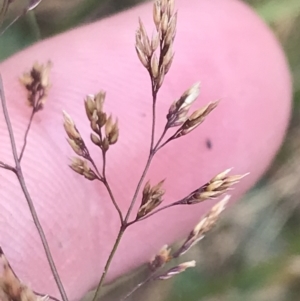 Agrostis capillaris at Bimberi, NSW - 12 Mar 2022