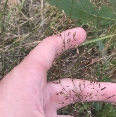 Agrostis capillaris at Bimberi, NSW - 12 Mar 2022