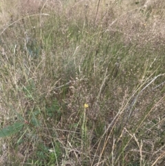 Agrostis capillaris at Bimberi, NSW - 12 Mar 2022