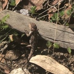 Rankinia diemensis (Mountain Dragon) at Bimberi, NSW - 12 Mar 2022 by Tapirlord