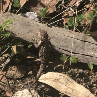 Rankinia diemensis (Mountain Dragon) at Kosciuszko National Park - 12 Mar 2022 by Tapirlord