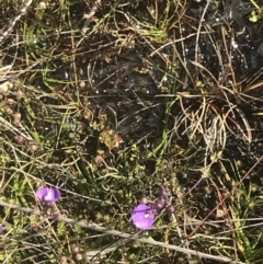 Utricularia dichotoma (Fairy Aprons, Purple Bladderwort) at Cooleman, NSW - 12 Mar 2022 by Tapirlord