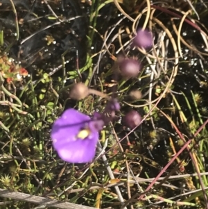 Utricularia dichotoma at Cooleman, NSW - 12 Mar 2022 03:44 PM