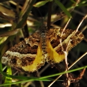 Chrysolarentia vicissata at Cotter River, ACT - 20 Mar 2022 11:46 AM