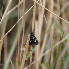 Phalaenoides tristifica (Willow-herb Day-moth) at Belconnen, ACT - 16 Feb 2020 by JimL