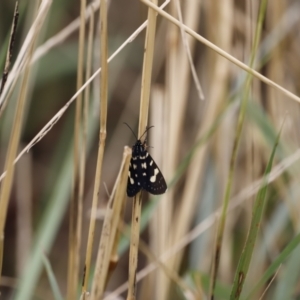 Phalaenoides tristifica at Belconnen, ACT - 16 Feb 2020