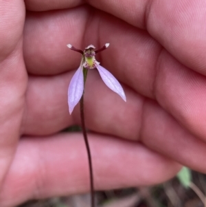 Eriochilus cucullatus at Hackett, ACT - suppressed