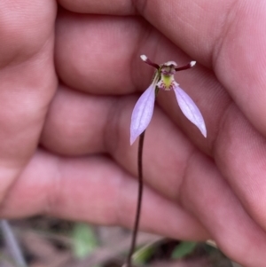 Eriochilus cucullatus at Hackett, ACT - suppressed