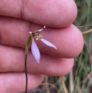 Eriochilus cucullatus at Hackett, ACT - suppressed