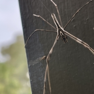 Asianopis sp. (genus) at Acton, ACT - 16 Mar 2022