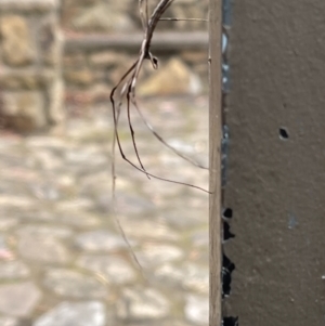 Asianopis sp. (genus) at Acton, ACT - 16 Mar 2022