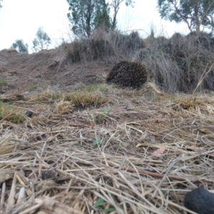 Tachyglossus aculeatus at Tennent, ACT - 9 Feb 2020 02:50 PM