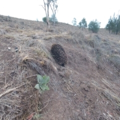 Tachyglossus aculeatus at Tennent, ACT - 9 Feb 2020 02:50 PM