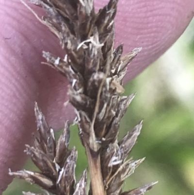 Carex appressa (Tall Sedge) at Cotter River, ACT - 12 Mar 2022 by Tapirlord