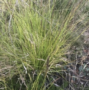 Carex appressa at Cotter River, ACT - 12 Mar 2022 04:10 PM