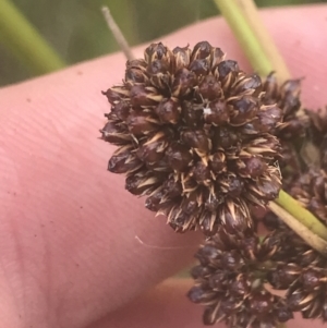 Juncus phaeanthus at Cotter River, ACT - 12 Mar 2022 03:48 PM