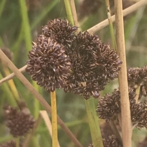 Juncus phaeanthus at Cotter River, ACT - 12 Mar 2022 03:48 PM