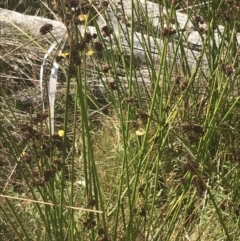 Juncus phaeanthus at Cotter River, ACT - 12 Mar 2022 03:48 PM