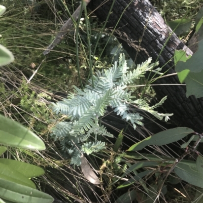 Acacia dealbata subsp. subalpina (Monaro Silver-wattle) at Cooleman, NSW - 12 Mar 2022 by Tapirlord