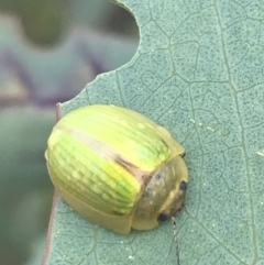 Paropsisterna hectica (A leaf beetle) at Cooleman, NSW - 12 Mar 2022 by Tapirlord