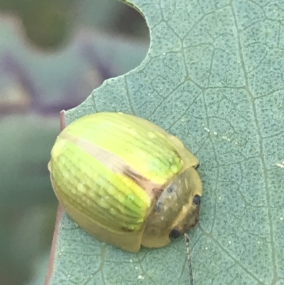 Paropsisterna hectica (A leaf beetle) at Cooleman, NSW - 12 Mar 2022 by Tapirlord