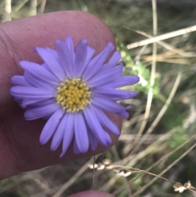 Brachyscome rigidula (Hairy Cut-leaf Daisy) at Cooleman, NSW - 12 Mar 2022 by Tapirlord