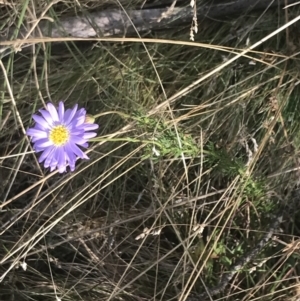 Brachyscome rigidula at Cooleman, NSW - 12 Mar 2022