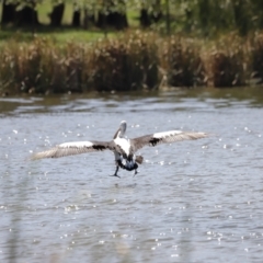 Pelecanus conspicillatus (Australian Pelican) at Belconnen, ACT - 1 Mar 2020 by JimL