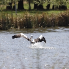 Pelecanus conspicillatus at Belconnen, ACT - 1 Mar 2020