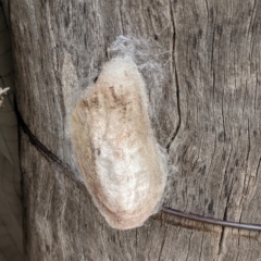 Lepidoptera unclassified IMMATURE moth at Kambah, ACT - 28 Mar 2022