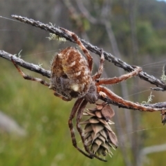 Backobourkia sp. (genus) (An orb weaver) at Namadgi National Park - 20 Mar 2022 by JohnBundock