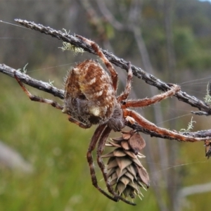 Backobourkia sp. (genus) at Paddys River, ACT - 20 Mar 2022