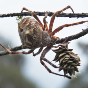 Backobourkia sp. (genus) at Paddys River, ACT - 20 Mar 2022