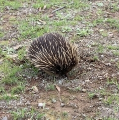 Tachyglossus aculeatus (Short-beaked Echidna) at Forde, ACT - 3 Apr 2020 by JimL