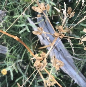 Aciphylla simplicifolia at Cotter River, ACT - 12 Mar 2022