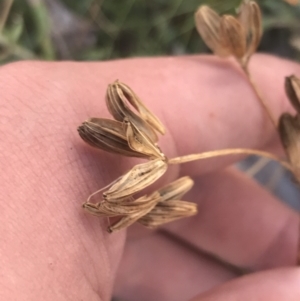 Aciphylla simplicifolia at Cotter River, ACT - 12 Mar 2022 05:39 PM