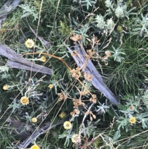 Aciphylla simplicifolia at Cotter River, ACT - 12 Mar 2022