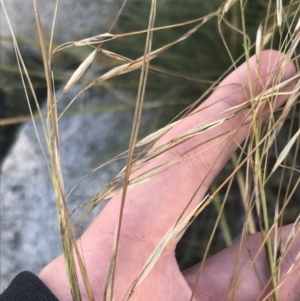 Austrostipa nivicola at Cotter River, ACT - 12 Mar 2022 05:42 PM