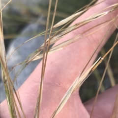 Austrostipa nivicola at Cotter River, ACT - 12 Mar 2022 05:42 PM