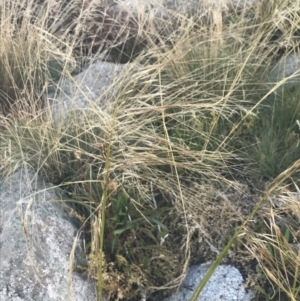 Austrostipa nivicola at Cotter River, ACT - 12 Mar 2022