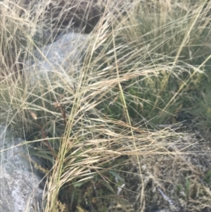 Austrostipa nivicola at Cotter River, ACT - 12 Mar 2022 05:42 PM