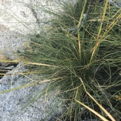 Austrostipa nivicola at Cotter River, ACT - 12 Mar 2022 05:42 PM